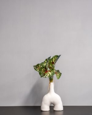 Konstväxt Caladium Thai