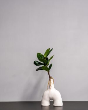 Konstväxt Ficus Obliqua