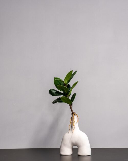 Konstväxt Ficus Obliqua