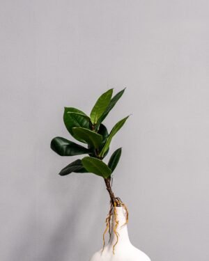 Konstväxt Ficus Obliqua