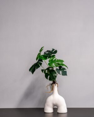 Konstväxt Monstera