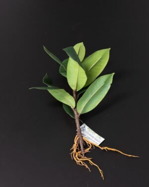 Konstväxt Ficus Obliqua - 35x23 cm Flexibel Växtdekoration Konstgjorda vaxter 128