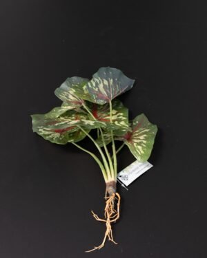 Konstväxt Caladium Thai