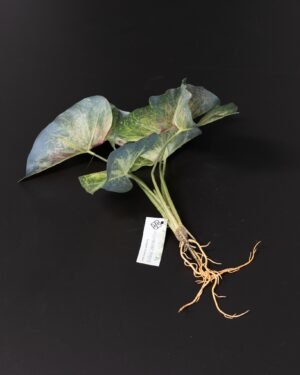 Konstväxt Caladium