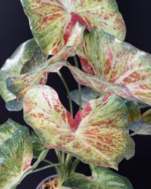 Konstgjord Caladium krukväxt