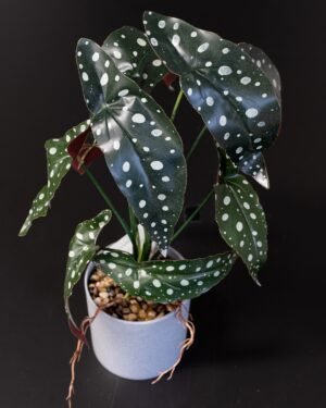 Konstgjord begonia Krukväxt