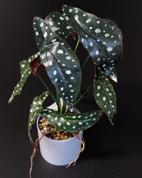 Konstgjord begonia Krukväxt