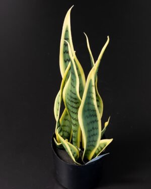 Konstgjord Sansevieria i Melaminkruka - 40 cm Höjd Konstgjorda vaxter 150