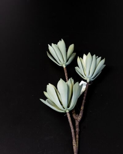 Forever Flora