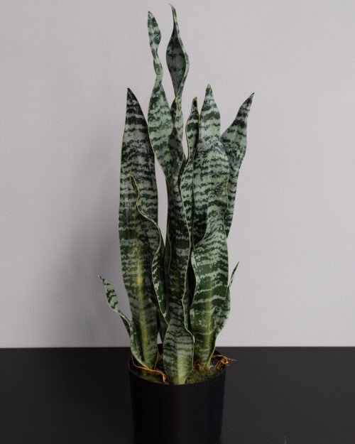 Konstgjord Sansevieria zeylanica