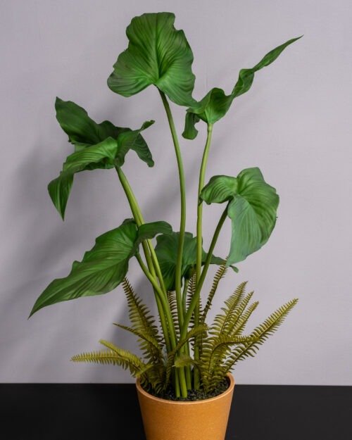 Alocasia cucullata krukväxt