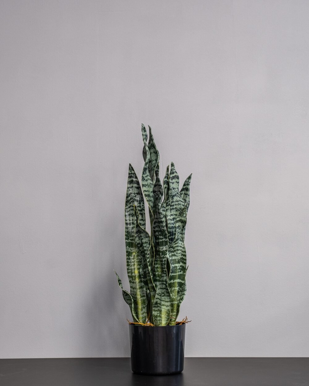 Konstgjord Sansevieria zeylanica