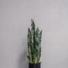 Konstgjord Sansevieria zeylanica