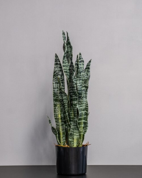 Konstgjord Sansevieria zeylanica
