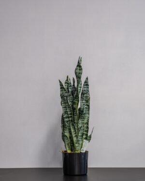 Konstgjord Sansevieria zeylanica