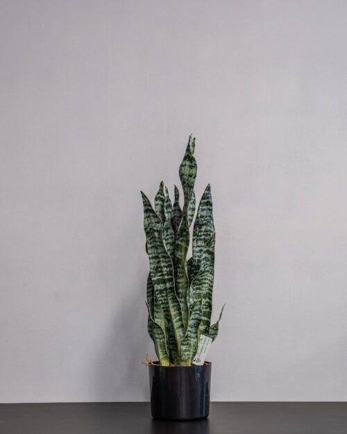 Konstgjord Sansevieria zeylanica