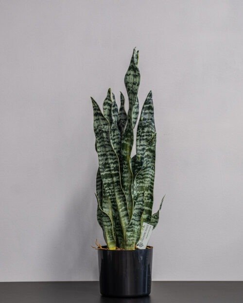 Konstgjord Sansevieria zeylanica