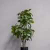 Konstgjord Ficus krukväxt