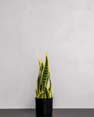 Konstgjord Sansevieria i Melaminkruka - 40 cm Höjd Konstgjorda vaxter 30