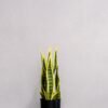 Konstgjord Sansevieria