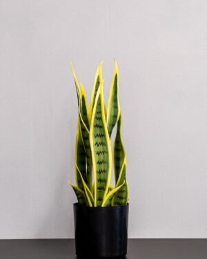 Alternative view of Konstgjord Sansevieria i Melaminkruka - 40 cm Höjd