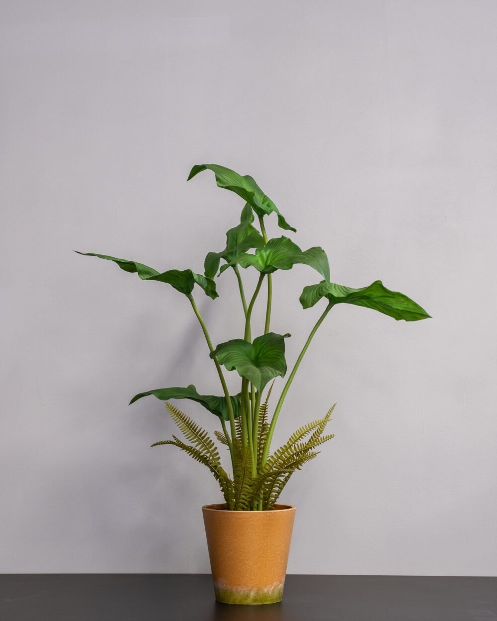 Alocasia cucullata krukväxt