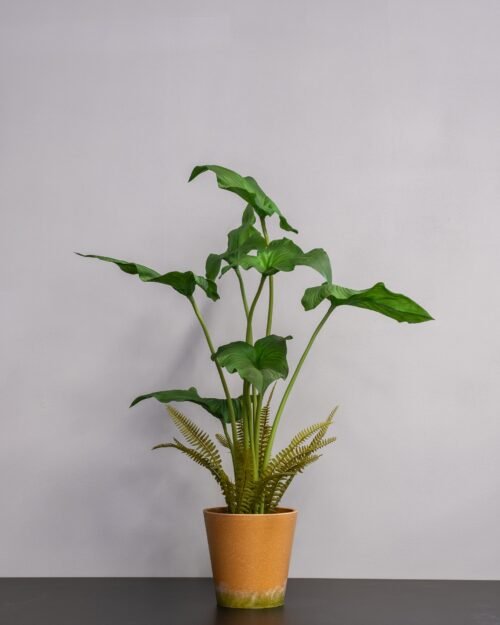 Alocasia cucullata krukväxt