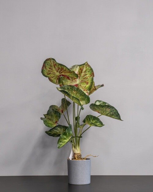 Konstgjord Caladium krukväxt
