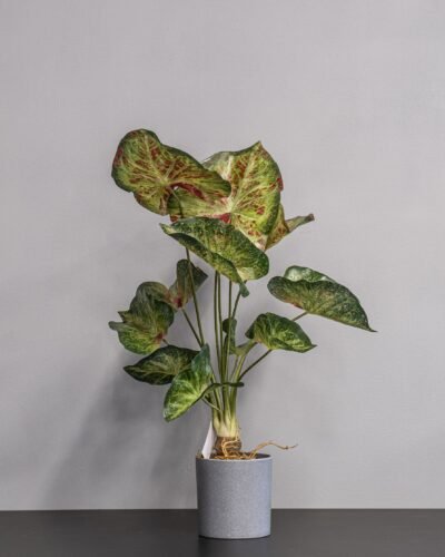 Konstgjord Caladium krukväxt