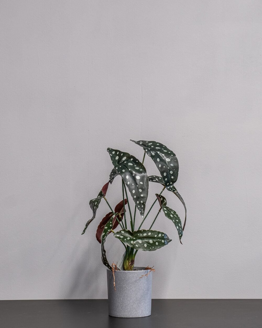 Konstgjord begonia Krukväxt