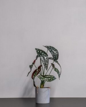 Konstgjord begonia Krukväxt