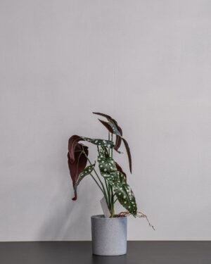 Konstgjord begonia Krukväxt