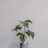 Konstgjord Alocasia Krukväxt