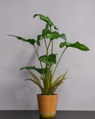 Alocasia cucullata krukväxt