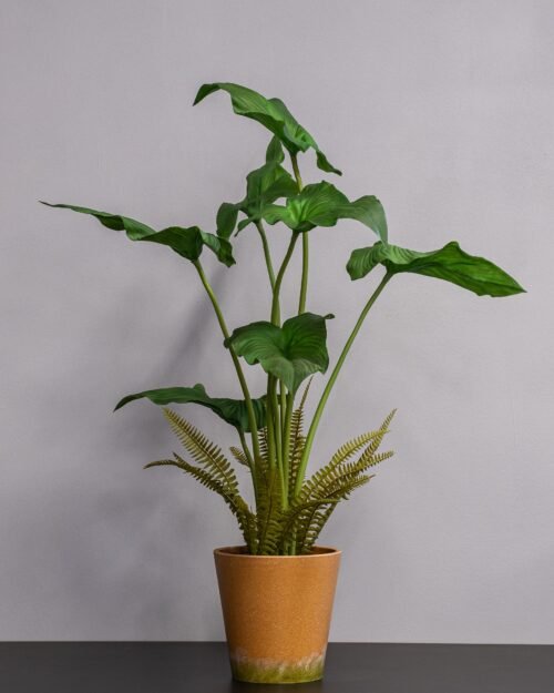 Alocasia cucullata krukväxt