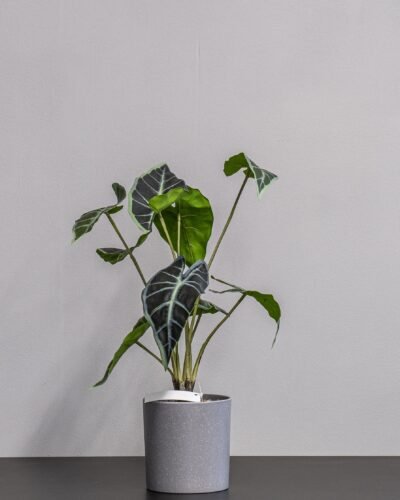Forever Flora