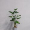 Konstgjord Philodendron krukväxt