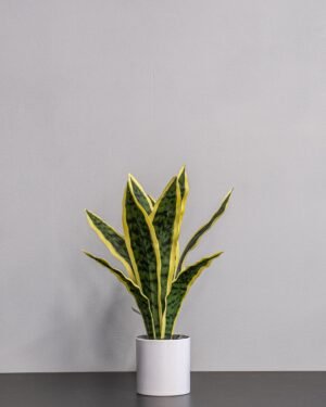 Konstgjord Sansevieria i Keramik kruka