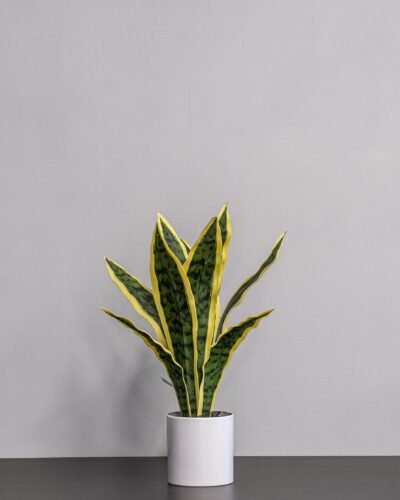 Konstgjord Sansevieria i Keramik kruka
