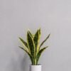 Konstgjord Sansevieria i Keramik kruka