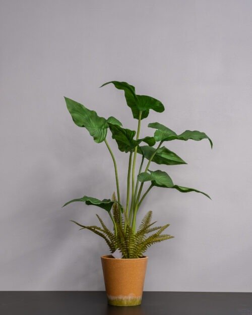 Alocasia cucullata krukväxt