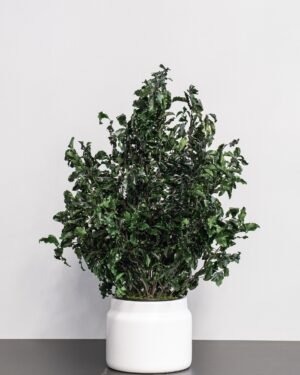 Krukväxt konserverade Pittosporum - Underhållsfria och Hållbara 10 Krukväxt konserverade Pittosporum