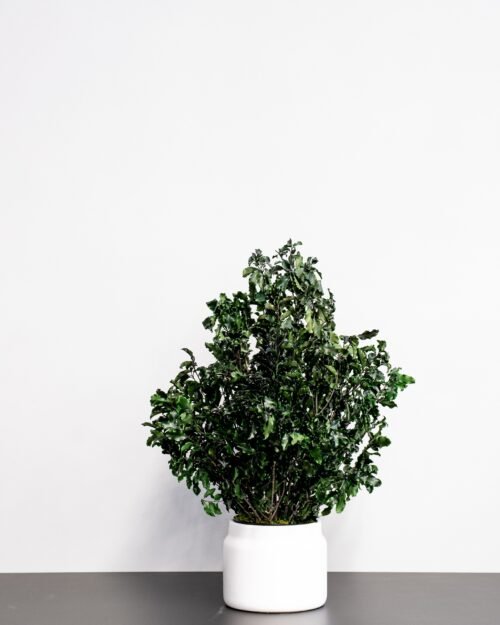 Krukväxt konserverade Pittosporum