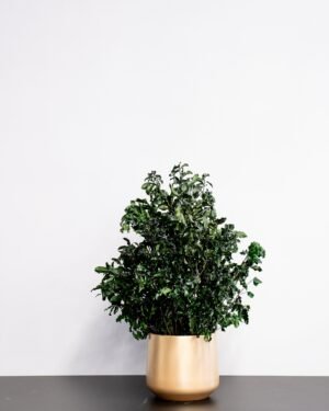 Krukväxt konserverade Pittosporum - Underhållsfria och Hållbara 9 Krukväxt konserverade Pittosporum - Underhållsfria och Hållbara Pittosporum 3