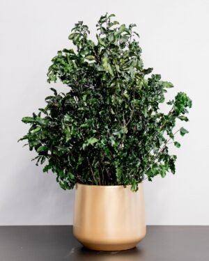 Alternative view of Krukväxt konserverade Pittosporum - Underhållsfria och Hållbara