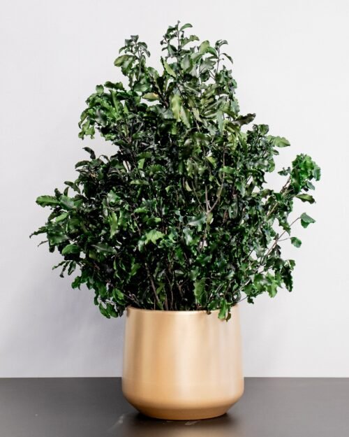 Alternative view of Krukväxt konserverade Pittosporum - Underhållsfria och Hållbara