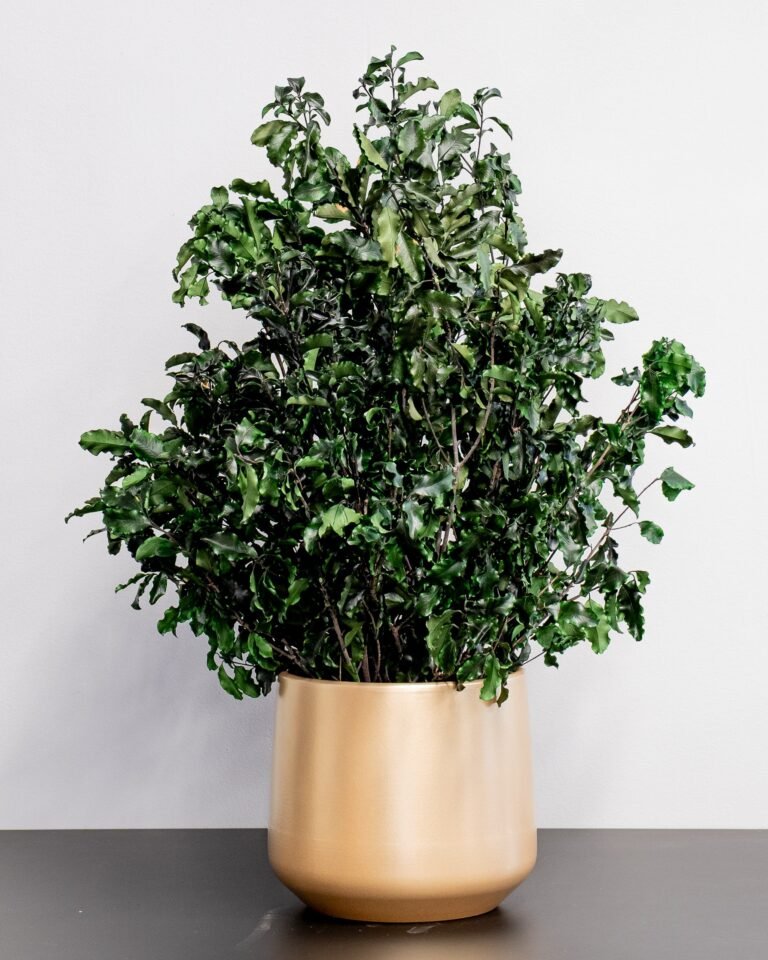 Alternative view of Krukväxt konserverade Pittosporum - Underhållsfria och Hållbara