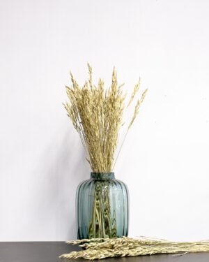 Råglosta (Bromus secalinus)