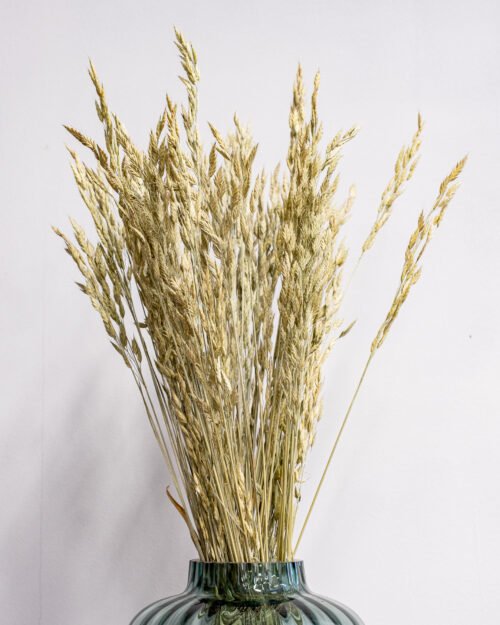 Alternative view of Råglosta (Bromus secalinus) – Torkad, Naturfärgad, 60 cm