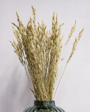 Råglosta (Bromus secalinus) – Torkad, Naturfärgad, 60 cm raglosta Bromus secalinus raglosta Bromus secalinus 5